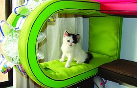 哥伦比亚KinderKat——猫咪的标准玩耍空间