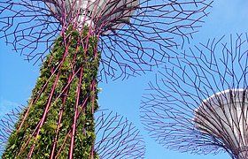 新加坡擎天巨树
