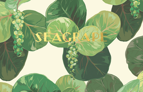 Seagrape Botanical Illustration