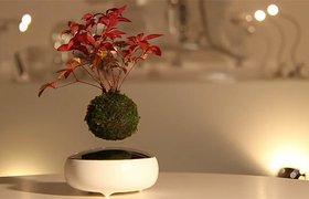 日本又一个创意设计，悬浮于空中的植物盆栽